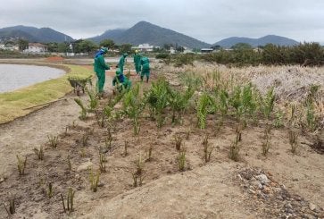 Jardins filtrantes em Niterói