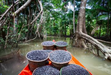 transporte de açaí em igarapé na amazônia