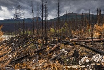 Incêndio florestal no Canadá