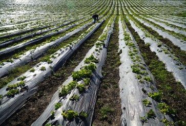 Cultivos em campos agrícolas destacando a agricultura sustentável