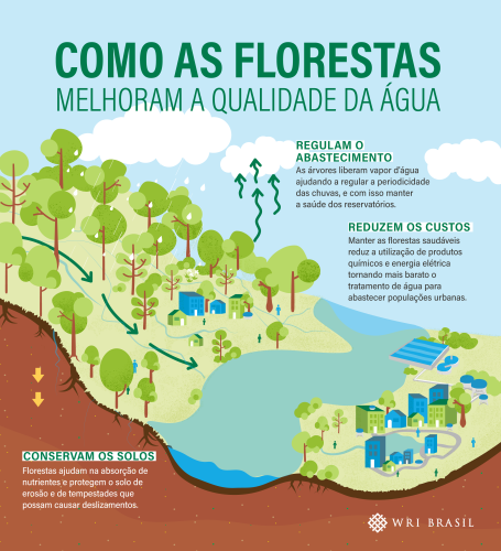Infográfico mostra como as florestas melhoram a qualidade da água
