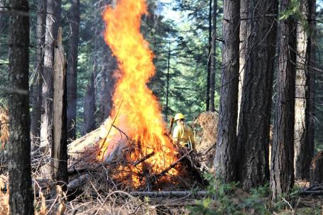 O Projeto de Restauração Ecológica da Bacia de Cristal ajuda a reduzir o risco de queimadas como a da foto na Floresta Nacional Eldorado, na Califórnia