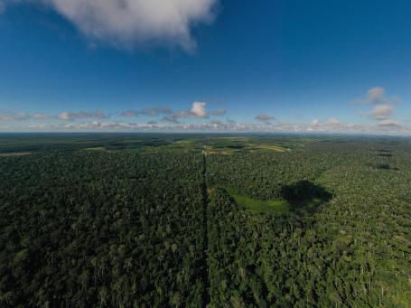 Imagem aérea de floresta