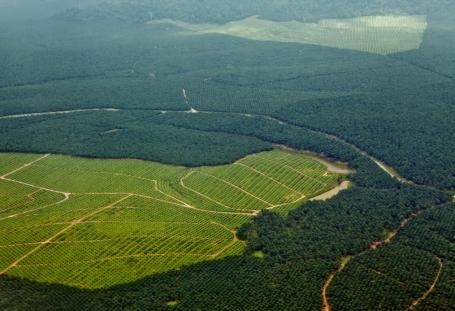 Vista aérea de floresta na Indonésia