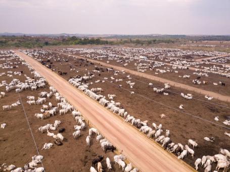 pecuária em área desmatada no brasil
