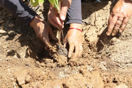 Imagem mostra plantio de muda em município de Pernambuco
