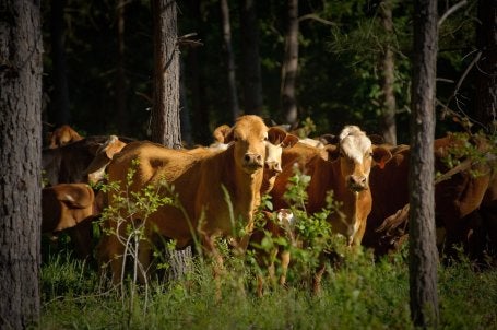 Foto mostra gado em área florestal