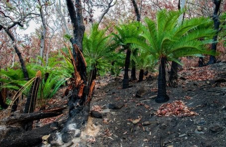 Técnicas tradicionais de manejo do fogo, como a queima cultural, podem ajudar a restaurar ecossistemas e promover a biodiversidade, incentivando o crescimento. 