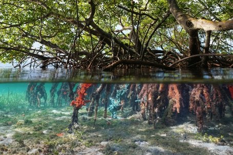 Foto mostra manguezal
