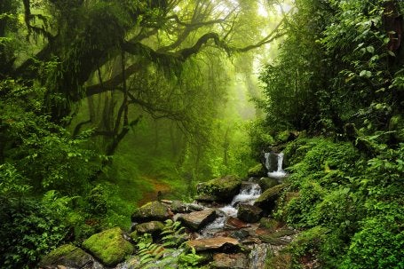 Floresta tropical nepal