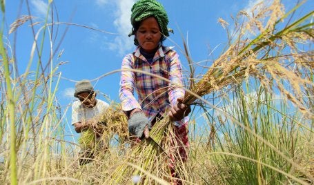 Agricultores no Camboja durante colheita