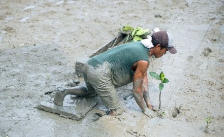 Um homem planta uma árvore de mangue em Batubara, na Indonésia
