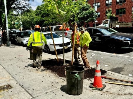 Trabalhadores plantam uma árvore em Nova York – iniciativa MillionTreesNYC já plantou mais de um milhão de árvores, levando sombra refrescante às ruas quentes.