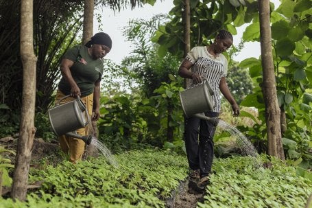 Mulheres da organização Private Afforestation Development Organization (PADO) regam mudas na região cacaueira de Gana: em toda a África, agricultores têm adotado sistemas agroflorestais para repor nutrientes no solo e aumentar a produtividade das lavouras. (Foto: Vision in View/WRI)