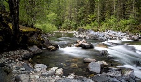 Floresta nas margens de um rio em Portland, nos Estados Unidos (Foto: BLM/Flickr)