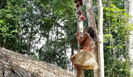 Criança indígena Yawanawá sobe em árvore durante a terceira edição do Festival Mariri, realizado na Aldeia Mutum da Terra Indígena do Rio Gregório, no Acre. (Foto: Sérgio Vale/Secom)