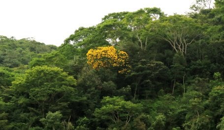 Remanescente de mata atlântica no interior de Minas Gerais (Foto: Aurelio Padovezi/WRI Brasil)