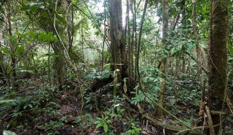 Amazônia, a maior floresta tropical do mundo, guarda um potencial ecossistêmico ainda desconhecido (Foto: LollyKnit/Flickr)
