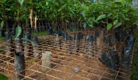Viveiro com mudas de plantas nativas (Foto: Mokhamad Edliadi/CIFOR)