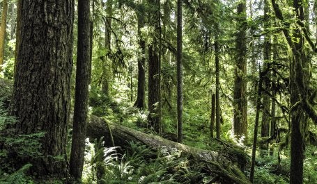 Expandir, restaurar e manejar florestas podem ajudar a remover o dióxido de carbono da atmosfera