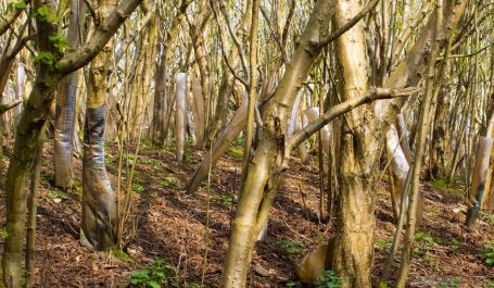 árvores em crescimento em floresta na Irlanda