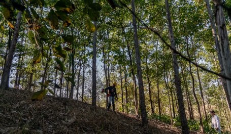 Trabalhador faz manejo em área de reflorestamento