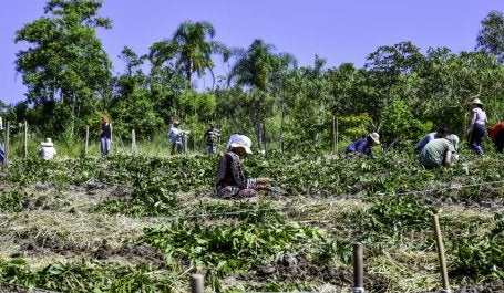 Mutirão de agricultores implantam SAF no Vale do Paraíba