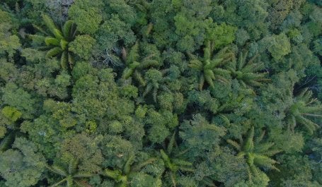 Vista aérea da floresta amazônica