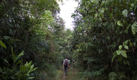 Homem caminha em meio a floresta na Amazônia