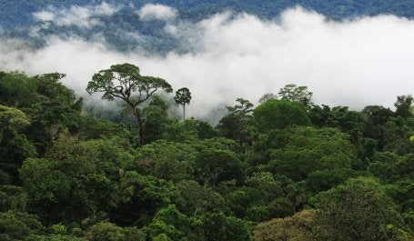foto da copa das árvores na Amazônia em meio a nuvens