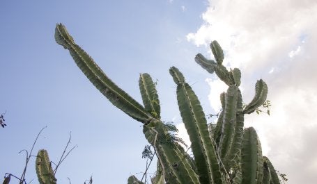 Mandacaru na Caatinga