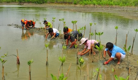 pessoas trabalhando em restauração de mangue