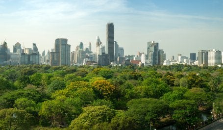 imagem mostra área de floresta com cidade ao fundo
