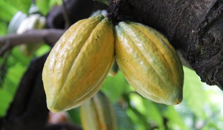 Cacau