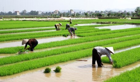 Imagem mostra agricultores trabalhando em campo de arroz