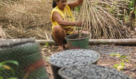 Colheita de açaí