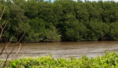 Mata Atlântica no Espírito Santo