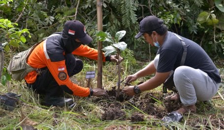 Pessoas fazem plantação de mudas