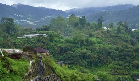 imagem mostra floresta íntegra