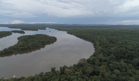 Foto aérea de floresta regenerada na Amazônia