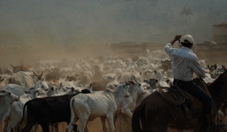 homem andando a cavalo em primeiro plano toca boiada ao fundo
