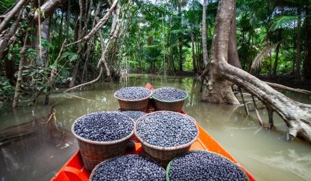 transporte de açaí em igarapé na amazônia