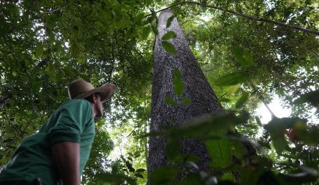 Área de regeneração no Mato Grosso