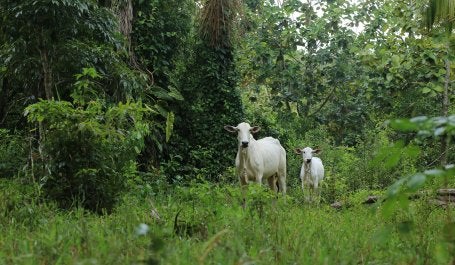 Gado pastando em área de floresta