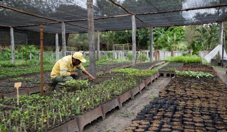 Trabalhador em viveiro de mudas no Espírito Santo