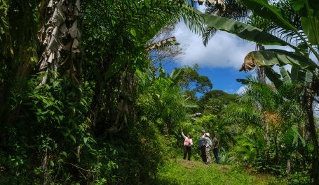SAF de cacau no sul da Bahia