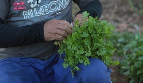 Produtor de horticultura na Caatinga