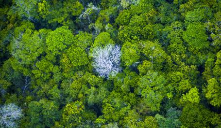 Visão aérea da floresta amazônica no Pará