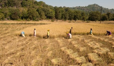 pessoas trabalham em campo de arroz na India