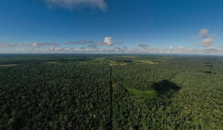 Linhares - Espírito Santo. Visão aérea de árvores e plantações. 